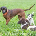 Hundeschule-0325-150x150