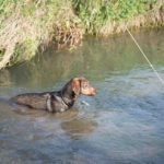 Hundeschule-0935-150x150