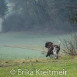 Hundeschule-1189-150x150