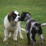 Hundeschule-1282-150x150