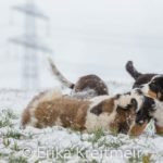 Hundeschule-1692-150x150