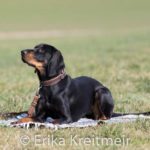 Hundeschule-3164-150x150