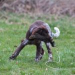 Hundeschule-4604-150x150