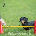 Hundeschule-9126-150x150